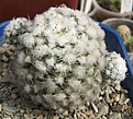 Нажмите на изображение для увеличения.

Название:	Pediocactus winkleri.JPG
Просмотров:	849
Размер:	75.8 Кб
ID:	466475