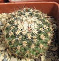 Нажмите на изображение для увеличения.

Название:	Pediocactus simpsonii.JPG
Просмотров:	838
Размер:	85.9 Кб
ID:	466476