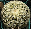 Нажмите на изображение для увеличения.

Название:	Discocatus araneispinus.JPG
Просмотров:	849
Размер:	143.8 Кб
ID:	466646