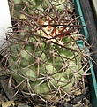 Нажмите на изображение для увеличения.

Название:	Copiapoa domeykoensis.JPG
Просмотров:	727
Размер:	104.2 Кб
ID:	466803