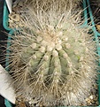 Нажмите на изображение для увеличения.

Название:	Copiapoa scopulina.JPG
Просмотров:	728
Размер:	315.1 Кб
ID:	466806