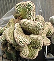 Нажмите на изображение для увеличения.

Название:	Echinocereus.JPG
Просмотров:	603
Размер:	107.4 Кб
ID:	466979