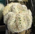 Нажмите на изображение для увеличения.

Название:	Mammillaria carmenae.JPG
Просмотров:	607
Размер:	78.1 Кб
ID:	466980