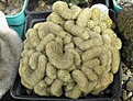 Нажмите на изображение для увеличения.

Название:	Mammillaria elongata.JPG
Просмотров:	613
Размер:	75.0 Кб
ID:	466982