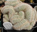 Нажмите на изображение для увеличения.

Название:	Mammillaria parkinsonii 1.JPG
Просмотров:	596
Размер:	111.6 Кб
ID:	466983