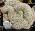 Нажмите на изображение для увеличения.

Название:	Mammillaria parkinsonii 1.JPG
Просмотров:	569
Размер:	111.6 Кб
ID:	466983