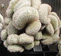 Нажмите на изображение для увеличения.

Название:	Mammillaria parkinsonii 2.JPG
Просмотров:	597
Размер:	92.8 Кб
ID:	466984