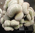 Нажмите на изображение для увеличения.

Название:	Mammillaria parkinsonii 2.JPG
Просмотров:	569
Размер:	92.8 Кб
ID:	466984