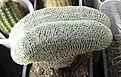 Нажмите на изображение для увеличения.

Название:	Pelecyphora pseudopectinata.JPG
Просмотров:	600
Размер:	74.3 Кб
ID:	466986