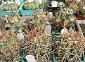 Нажмите на изображение для увеличения.

Название:	Ferocactus acanthodes.JPG
Просмотров:	549
Размер:	98.9 Кб
ID:	467599