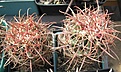 Нажмите на изображение для увеличения.

Название:	Ferocactus acanthodes v1.JPG
Просмотров:	516
Размер:	88.4 Кб
ID:	467600