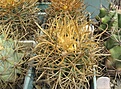 Нажмите на изображение для увеличения.

Название:	Ferocactus chrysacanthus.JPG
Просмотров:	559
Размер:	107.6 Кб
ID:	467602