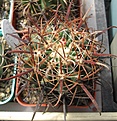 Нажмите на изображение для увеличения.

Название:	Ferocactus fordii.JPG
Просмотров:	602
Размер:	107.6 Кб
ID:	467603