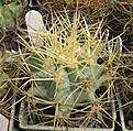 Нажмите на изображение для увеличения.

Название:	Ferocactus glauscescens.JPG
Просмотров:	551
Размер:	107.3 Кб
ID:	467605