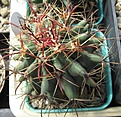 Нажмите на изображение для увеличения.

Название:	Ferocactus sp.JPG
Просмотров:	574
Размер:	106.4 Кб
ID:	467606