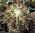 Нажмите на изображение для увеличения.

Название:	Ferocactus recurvus.JPG
Просмотров:	544
Размер:	104.2 Кб
ID:	467607