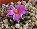 Нажмите на изображение для увеличения.

Название:	Ariocarpus kotschoubeyanus elephantidens 1.JPG
Просмотров:	712
Размер:	190.1 Кб
ID:	467625