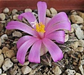 Нажмите на изображение для увеличения.

Название:	Ariocarpus kotschoubeyanus elephantidens 2.JPG
Просмотров:	723
Размер:	210.9 Кб
ID:	467626