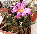 Нажмите на изображение для увеличения.

Название:	Ariocarpus  agavoides.JPG
Просмотров:	722
Размер:	236.4 Кб
ID:	467627