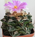 Нажмите на изображение для увеличения.

Название:	Ariocarpus  fissuratus hintonii.JPG
Просмотров:	734
Размер:	230.7 Кб
ID:	467628