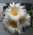 Нажмите на изображение для увеличения.

Название:	IMG_8458.JPG
Просмотров:	549
Размер:	59.4 Кб
ID:	467769