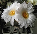 Нажмите на изображение для увеличения.

Название:	IMG_8444.JPG
Просмотров:	533
Размер:	55.5 Кб
ID:	467770
