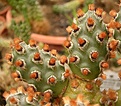 image_276037.jpg