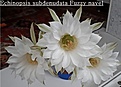 Нажмите на изображение для увеличения.

Название:	Echinopsis subdenudata Fuzzy navel 2020.jpg
Просмотров:	564
Размер:	142.5 Кб
ID:	470537