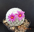 Нажмите на изображение для увеличения.

Название:	452.1 Mammillaria humboldtii.JPG
Просмотров:	544
Размер:	89.7 Кб
ID:	470584