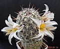 Нажмите на изображение для увеличения.

Название:	827.1 Mammillaria hutchisoniana Las Flores, B.C..JPG
Просмотров:	546
Размер:	204.8 Кб
ID:	470585