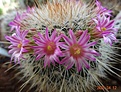 Нажмите на изображение для увеличения.

Название:	445.1 Mammillaria bella (1).JPG
Просмотров:	540
Размер:	178.9 Кб
ID:	470588