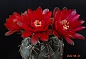 Нажмите на изображение для увеличения.

Название:	544.1 Gymnocalycium baldianum WR 150.JPG
Просмотров:	540
Размер:	111.2 Кб
ID:	470747