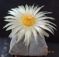 Нажмите на изображение для увеличения.

Название:	563.1 Astrophytum myriostigma cv. Onzuka – 4 costa.JPG
Просмотров:	508
Размер:	112.9 Кб
ID:	470748