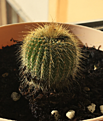 image_277302.png
