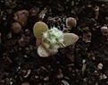 Нажмите на изображение для увеличения.

Название:	Seedling.jpg
Просмотров:	612
Размер:	131.4 Кб
ID:	472657
