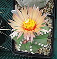 Нажмите на изображение для увеличения.

Название:	Astrophytum asterias ssp. nudum.JPG
Просмотров:	497
Размер:	255.1 Кб
ID:	476709