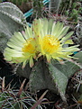 Нажмите на изображение для увеличения.

Название:	Astrophytum MirOr.JPG
Просмотров:	492
Размер:	224.0 Кб
ID:	476710