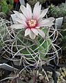Нажмите на изображение для увеличения.

Название:	Gymnocalycium sp..JPG
Просмотров:	523
Размер:	230.9 Кб
ID:	476711