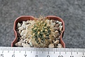 Нажмите на изображение для увеличения.

Название:	Matucana calvescens L115.JPG
Просмотров:	1061
Размер:	146.2 Кб
ID:	478091