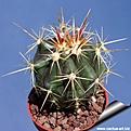 F. pottsii v. alamos..jpg