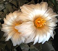 Нажмите на изображение для увеличения.

Название:	IMG_8979.JPG
Просмотров:	1142
Размер:	294.3 Кб
ID:	478959