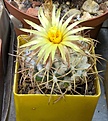 coryphanta.jpg