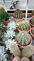 Нажмите на изображение для увеличения.

Название:	IMG-20201129-WA0011[1].jpeg
Просмотров:	1444
Размер:	241.7 Кб
ID:	481790