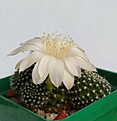 Нажмите на изображение для увеличения.

Название:	IMG_20200605_072750.jpg
Просмотров:	717
Размер:	128.0 Кб
ID:	483412