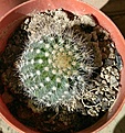 IMG_20210120_122946_compress37.jpg