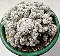 Mammillaria_gracilis.jpg