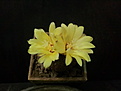 Frailea braun B N 466 003.jpg
