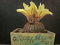 Frailea braun B N 466 002.jpg