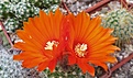 Нажмите на изображение для увеличения.

Название:	IMG_20210527_115447.jpg
Просмотров:	442
Размер:	156.1 Кб
ID:	494239
