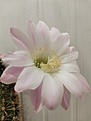 Нажмите на изображение для увеличения.

Название:	IMG_20210706_232515.jpg
Просмотров:	1004
Размер:	87.0 Кб
ID:	501047